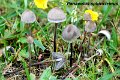 Panaeolus sphinctrinus-amf1377